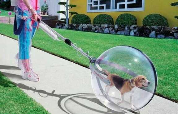 Walking-your-dog-in-2021_20200430192858811.jpg