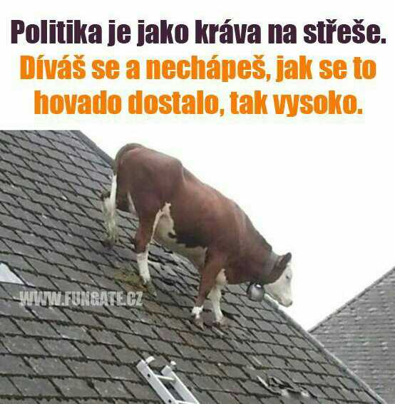 politika_jako_krava_20201117135617628.jpg