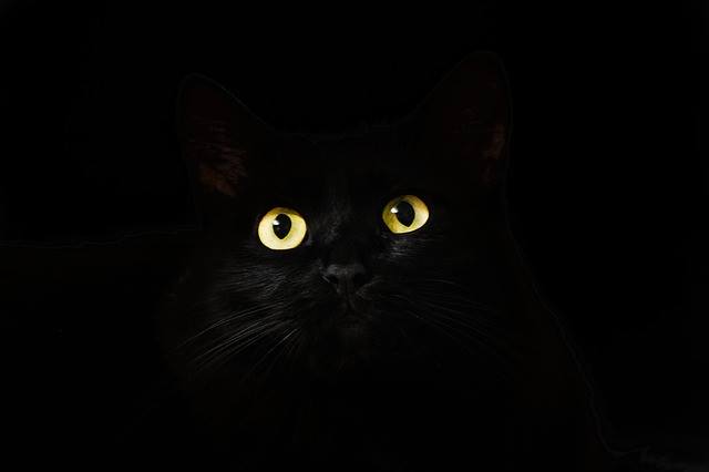 black_cat.jpg