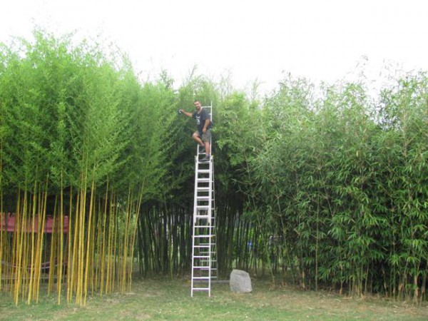 Tak to vypadalo, když jsem měřil bambusy.JPG